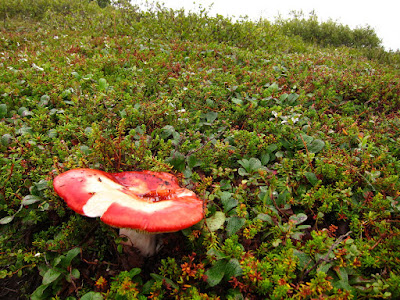  &ndash; Mushroom and Blueberry Bushes