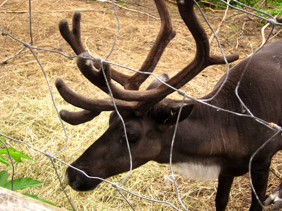  &ndash; Reindeer