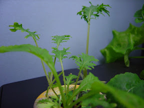 Baby greens with EC at 1.2.