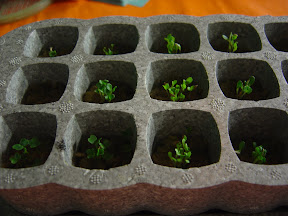 Growth in rockwool after three days.