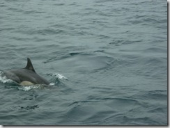 Dolphin03