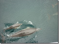 Dolphin01