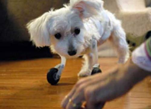 perrito diferente perrito diferente
