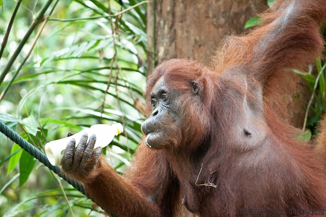 [Semengoh Orangutan Rehabilitation Center 43[3].jpg]
