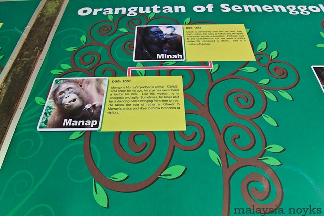 [Semengoh Orangutan Rehabilitation Center 19[3].jpg]