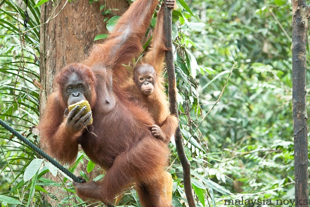 [Semengoh Orangutan Rehabilitation Center 38[3].jpg]
