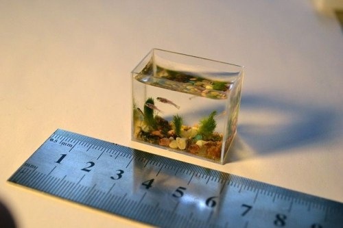 [smallest-aquarium-001[8].jpg]