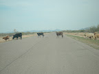 DSC01454.JPG