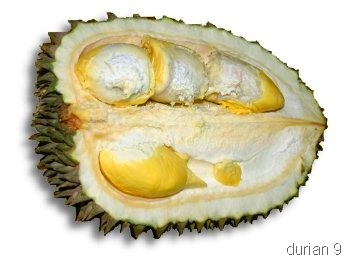[durian12[6].jpg]