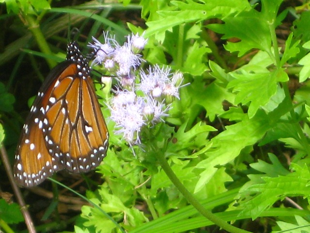 [butterfly close up[3].jpg]