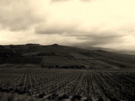 vineyard at sambuca.jpg
