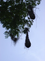 DSC05086.jpg