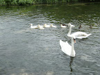 DSCF0805.JPG Swans and ducks on River Test