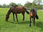 DSCF0822.JPG Horses grazing in Freefolk
