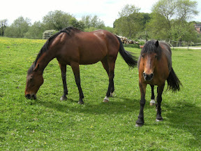 DSCF0822.JPG Horses grazing in Freefolk