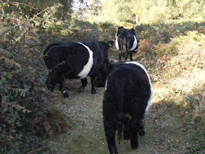 DSCF2052.JPG Belted Galloways on Headley Heath