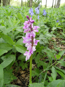 1005030003.JPG Early-purple Orchid, Rosier Wood