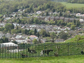 1005120023.JPG Goats at top of Riddlesdown Quarry