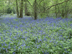 1005120095.JPG Selsdon Wood
