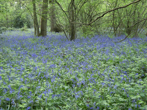 1005120095.JPG Selsdon Wood