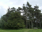1006120050.JPG The Enchanted Place, Ashdown Forest