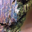 Boxelder Bug