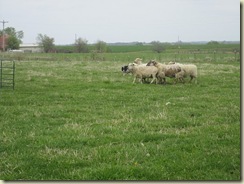 herding2