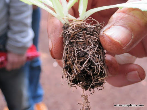 A really healthy root system 