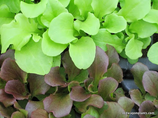 Green butter lettuce next to red oak lettuce. 