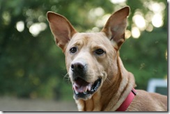 Church dog gets a new lease on life from an old friend – and just in time for Christmas