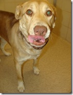 Good Samaritan, TXDOT and Arlington shelter team up to save German Shepherd mix hit by car