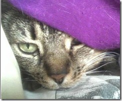 HB 3450: Companion Animal Protection Act: Be careful what you wish for