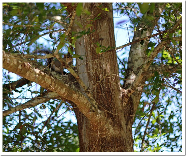 squirrel squirrel