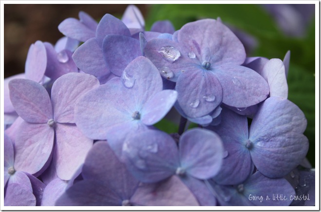 hydrangea