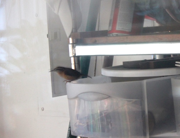 [bird[5].jpg]