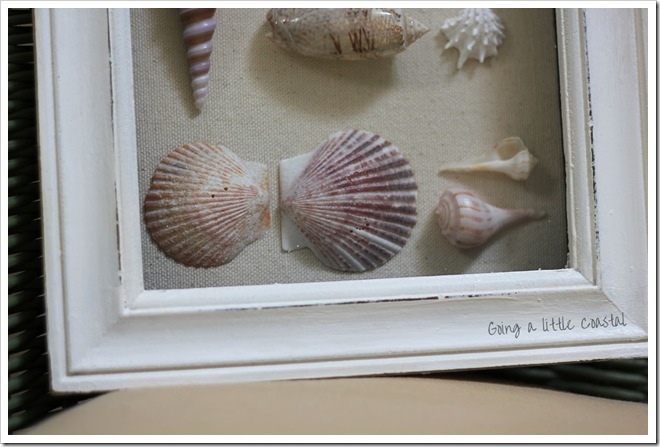 shells3 shells3