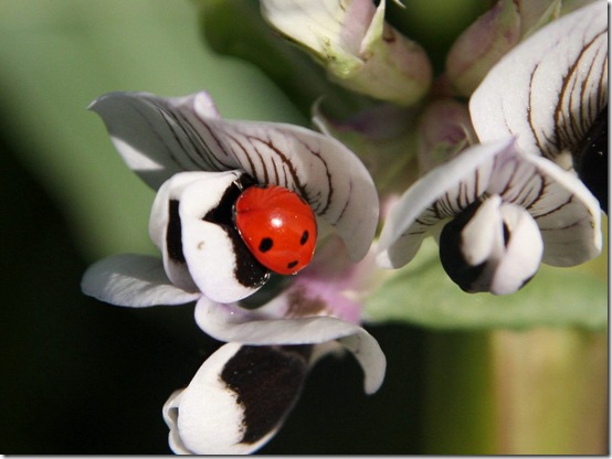 joaninha numa flor de fava