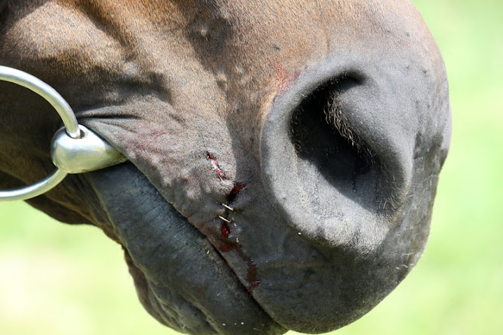 IMAGE: http://lh6.ggpht.com/_aleubAxufQ4/TAJYTuetAVI/AAAAAAAAAuc/mJUSLhNXjEo/s720/532.jpg