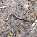 Northern Redback Salamander