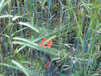 walk_29_am_poppy_amongst_wheat.jpg.JPG 
