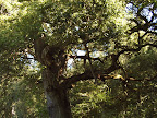 tree.JPG 