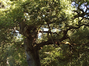 tree.JPG 