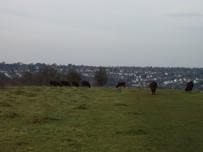 S4301745.JPG 