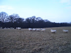 S4300918.JPG 
