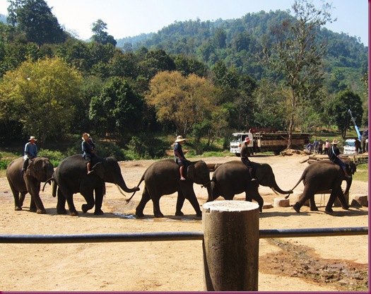 mae taeng elephant park