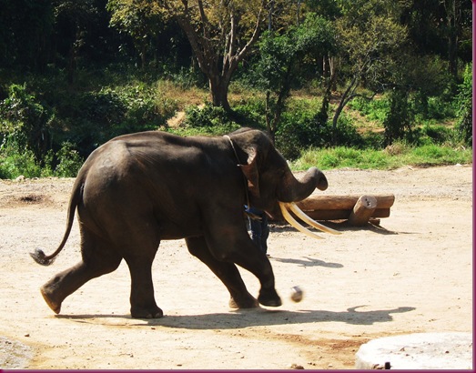elephant playing soccer at mae taeng elephant park