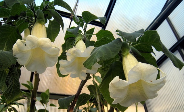 [brugmansia_arborea[5].jpg]
