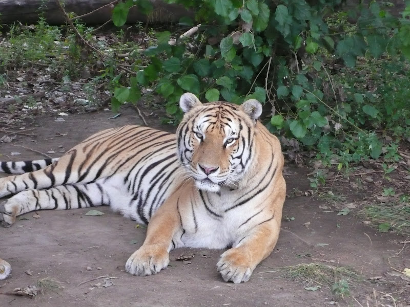 tiger glare