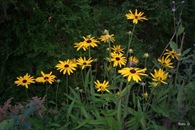 CIMG0051 CIMG0051