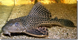 pleco-or-plecostomus pleco-or-plecostomus